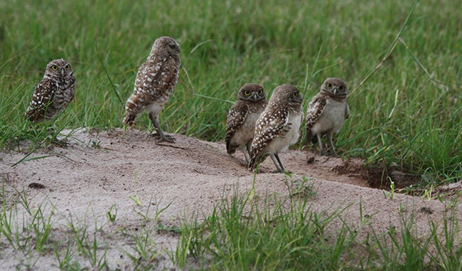 airport burrowing owls