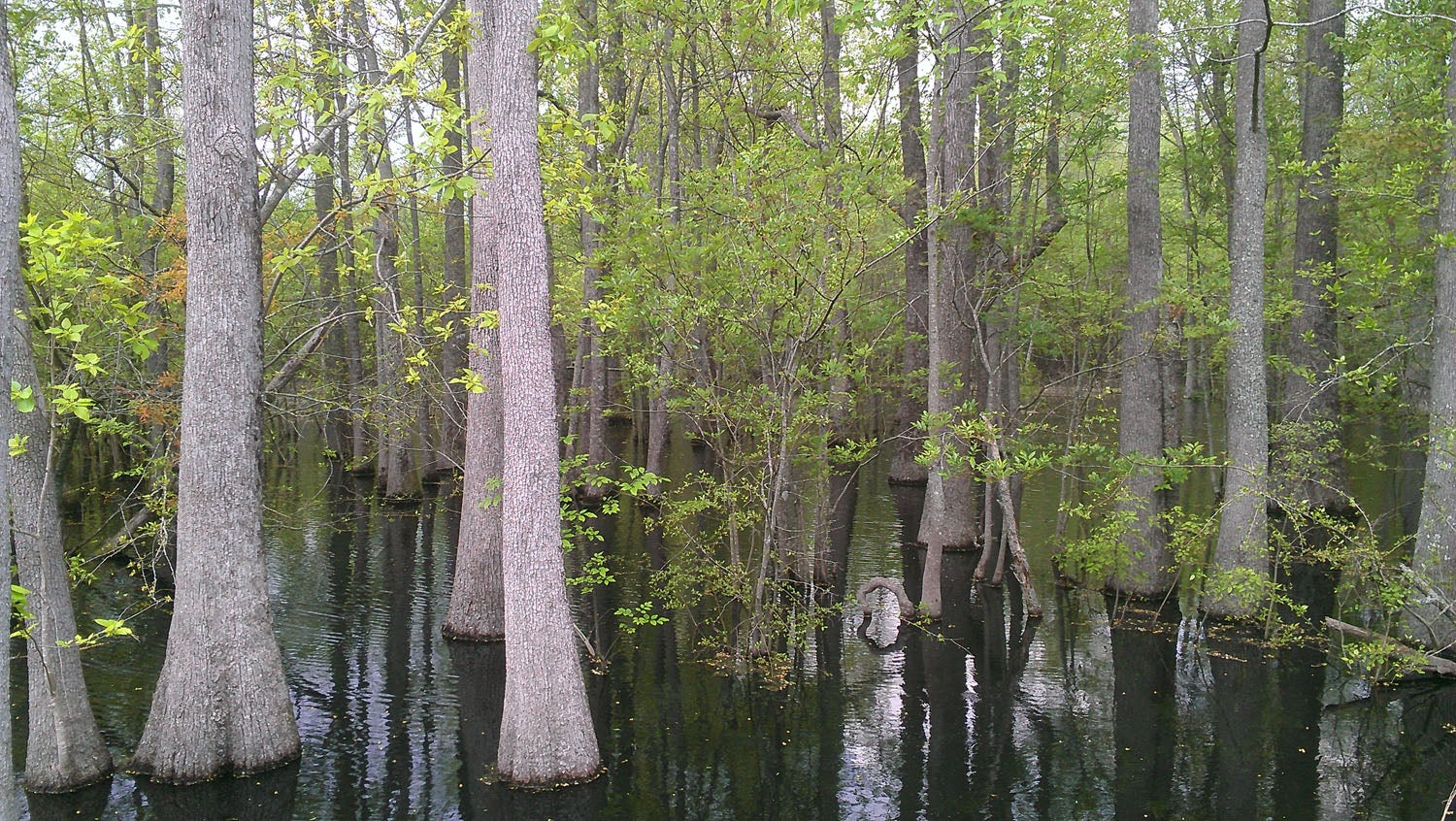 Lynches River Stream & Wetland Mitigation Site HDR