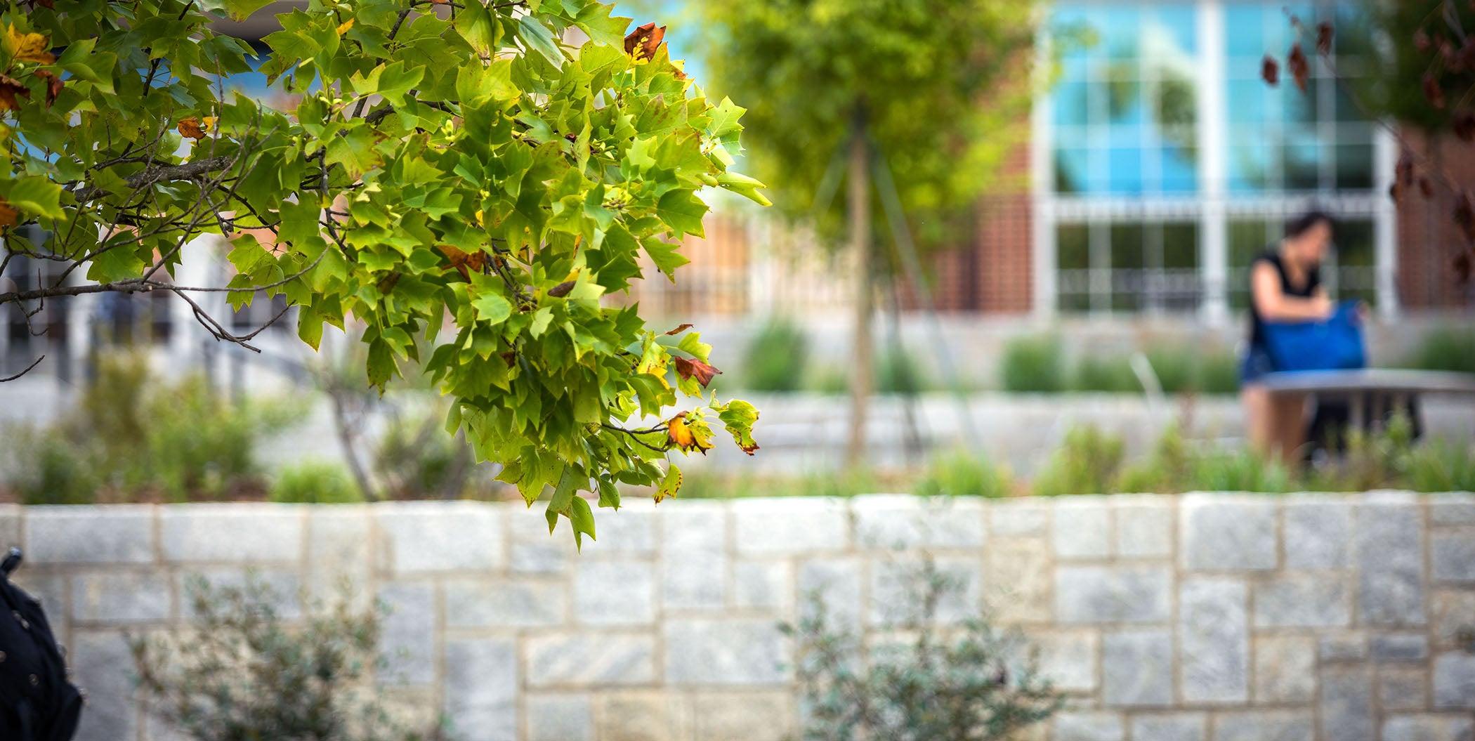 5 Essential Roles for Landscape in Campus Design | HDR