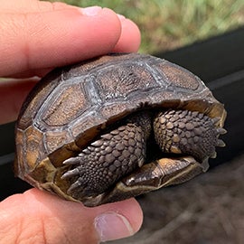 gopher tortoise airfield relocation