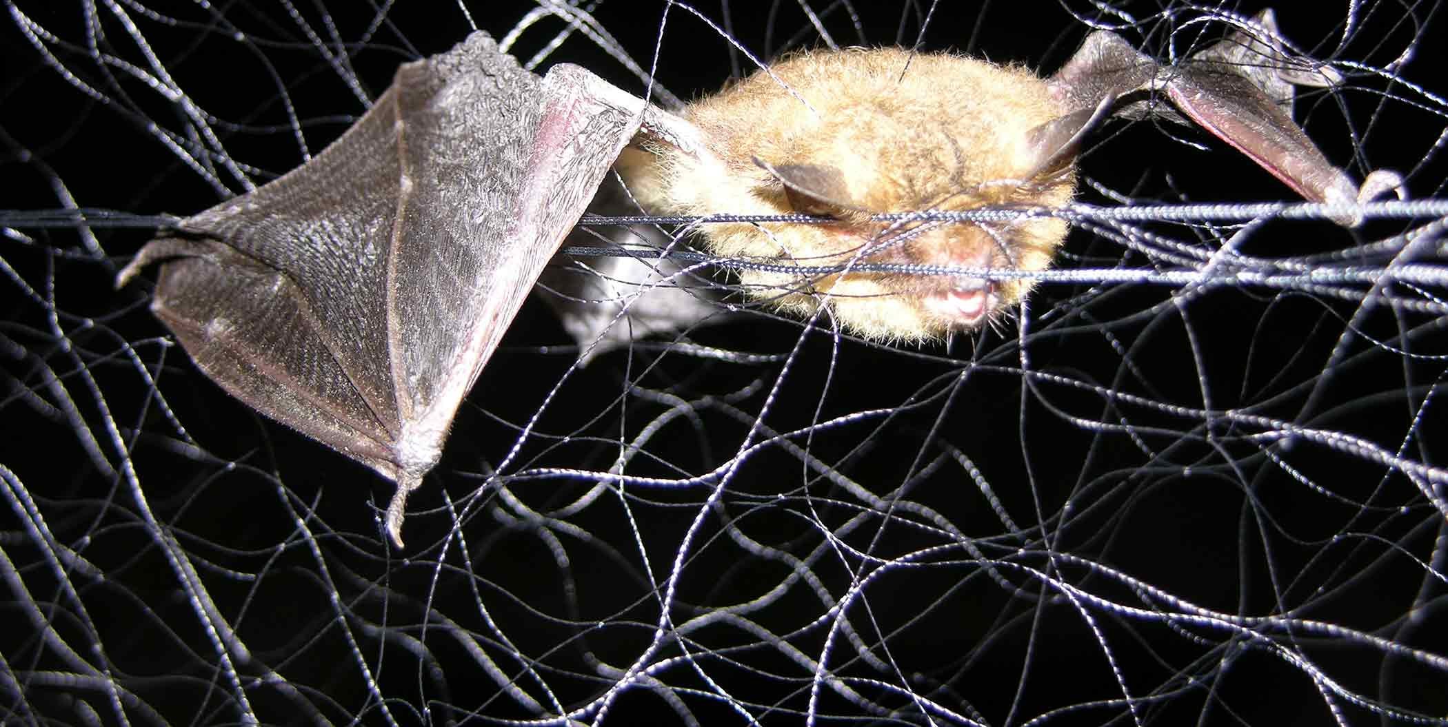 Northern Long-Eared Bats Impact Infrastructure Projects