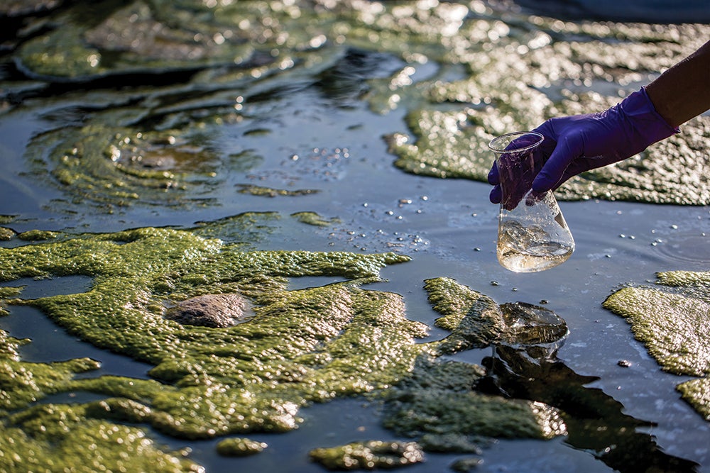 Algae Bloom Water Sample | Reservoir Modeling Identifies Water Quality Enhancement Strategies
