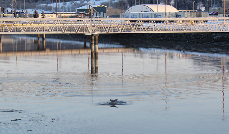 Port of Alaska