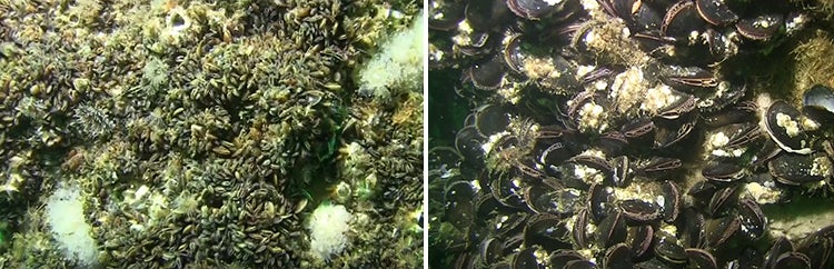 seafloor bivalves