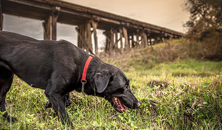 dog searching ground near railway bridge