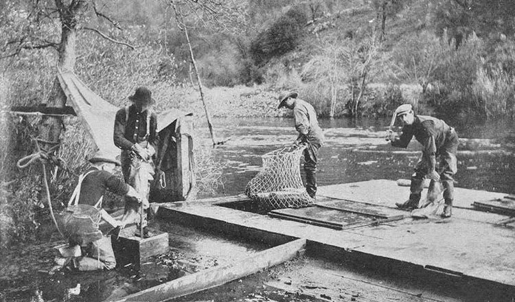 Old black and white image of Chinook Salmon eggs being harvested by hatchery employees at Baird Hatchery, CA.