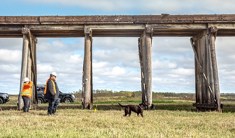 dog handlers walking behind dogs with rail bridge in background