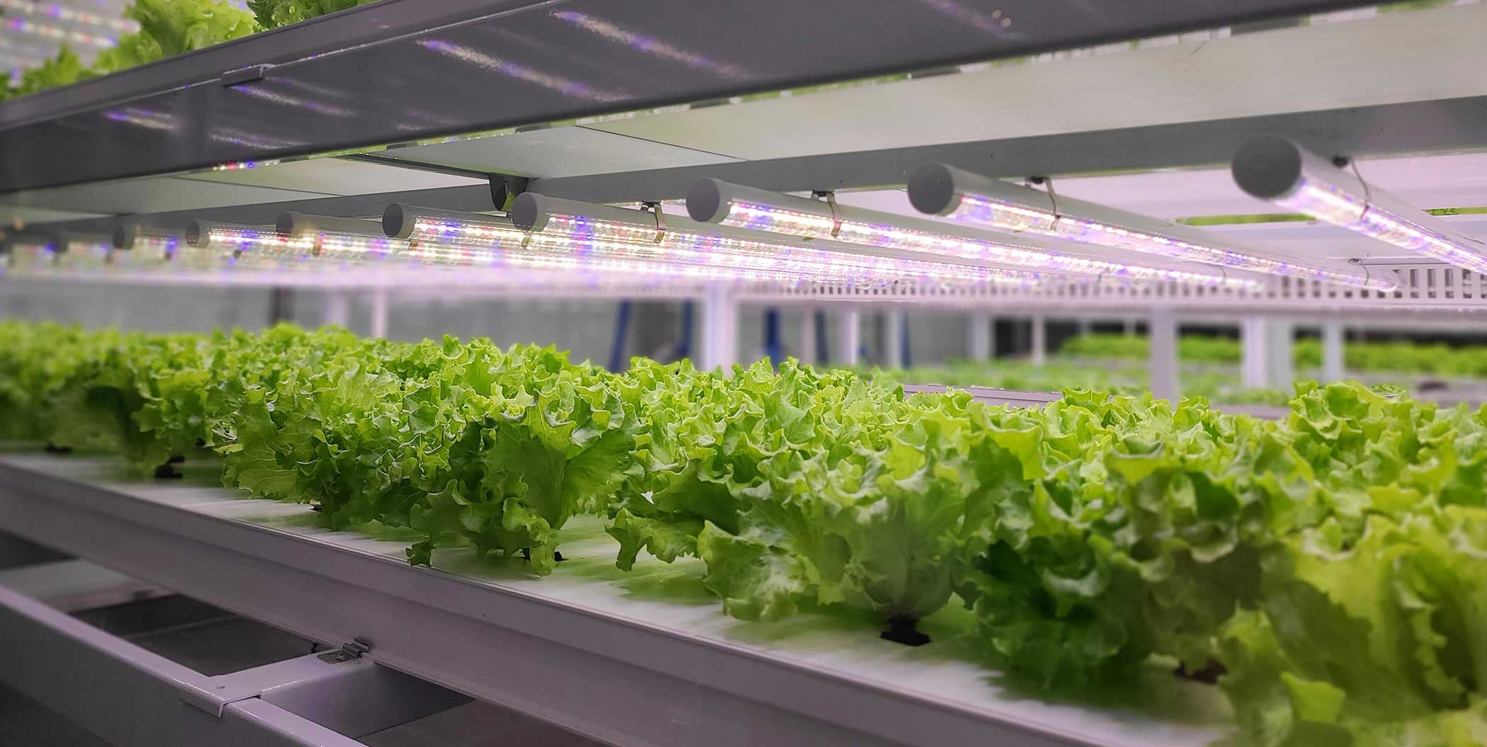 Revolutionizing Community Gardening and Food Banks with Urban Hydroponic Farming.