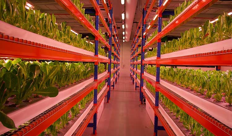 Growing Racks with lights shining over plants at hydroponic farm.