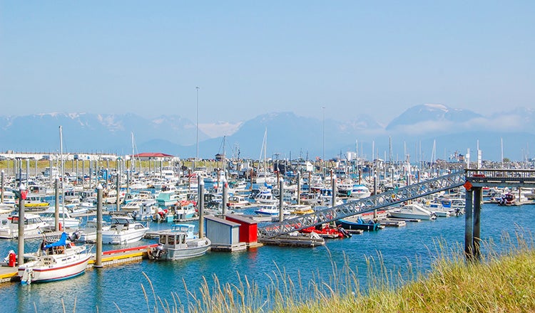 boats moored in Homer Harbor