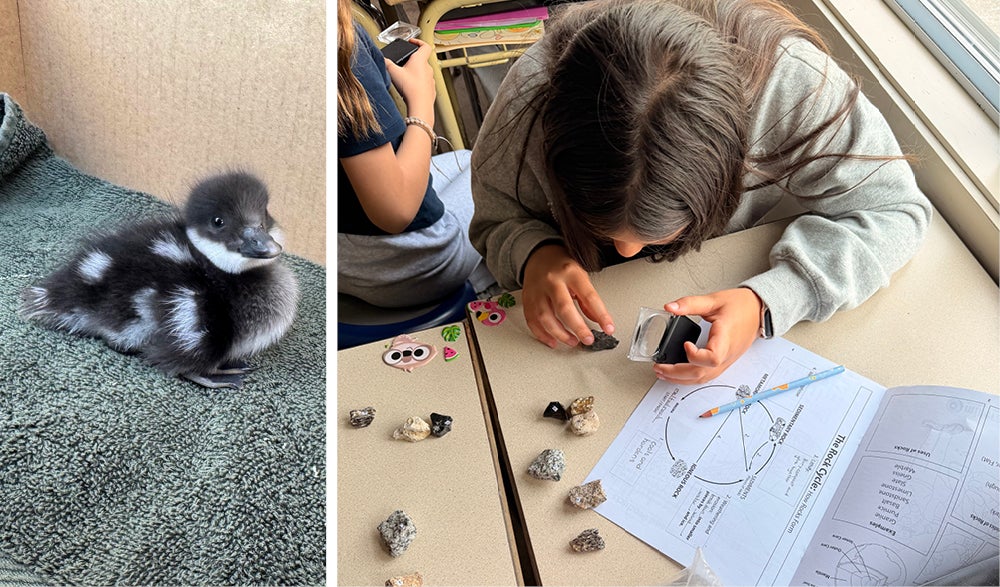 A duckling and a child working on a STEM project